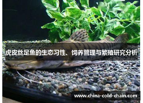 虎皮丝足鱼的生态习性、饲养管理与繁殖研究分析